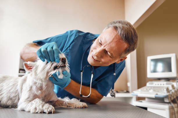 Best Mobile Emergency Dentist in Selmont West Selmont, AL